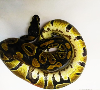 Королевский питон (Normal) L Python regius